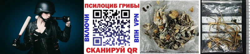 купить наркотик  Северобайкальск  Галлюциногенные грибы Psilocybine cubensis 