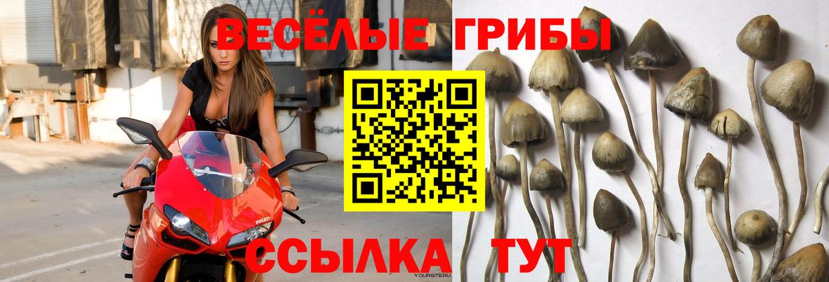 Галлюциногенные грибы Psilocybe  Северобайкальск  Псилоцибиновые грибы MAGIC MUSHROOMS 